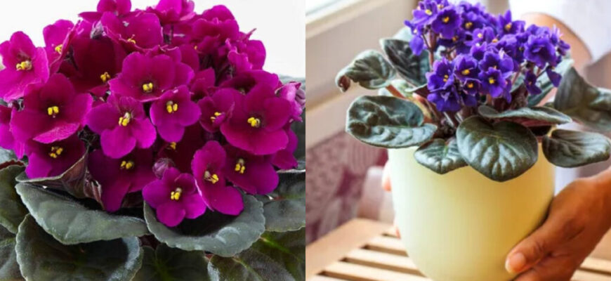 Місця зростання фіалок: де найкраще вирощувати ці квіти?