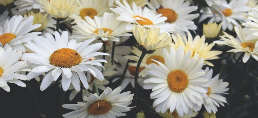 Що означають ромашки в подарунок для дівчини: символіка і значення