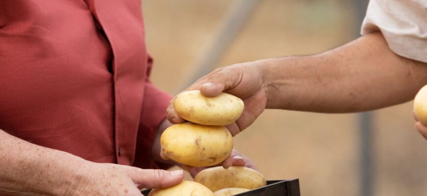 Оптимальні способи зберігання картоплі без використання холодильника