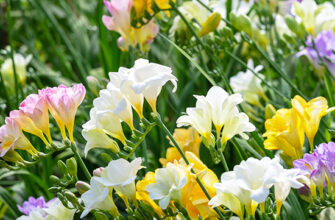 Оптимальний час для висаджування цибулин фрезії у відкритий ґрунт