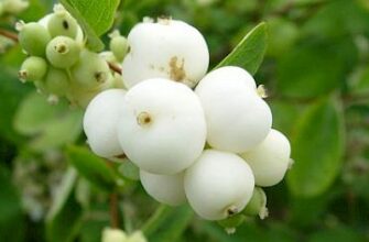 Чи безпечно вживати сніжноягідник білий: користь та ризики?