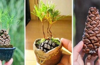 Коли краще садити насіння сосни: оптимальні терміни висадки