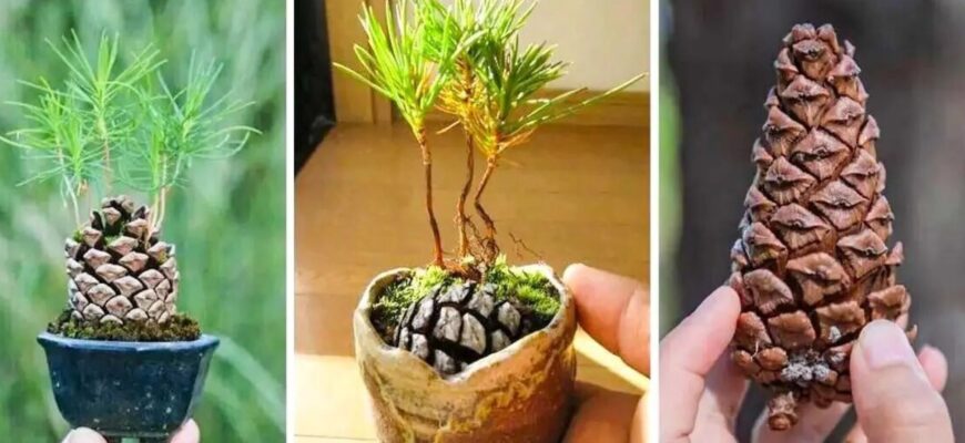 Коли краще садити насіння сосни: оптимальні терміни висадки