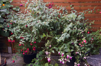 Як стимулювати рясне цвітіння фуксії: поради для садівників