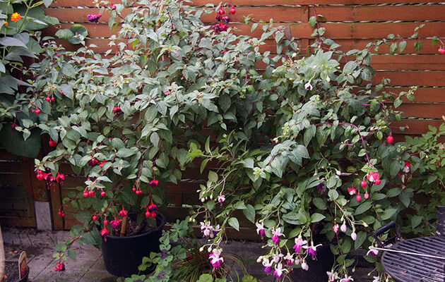 Як стимулювати рясне цвітіння фуксії: поради для садівників