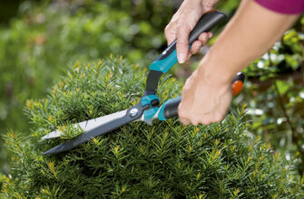 Оптимальний час для стрижки хвойних дерев: поради та рекомендації