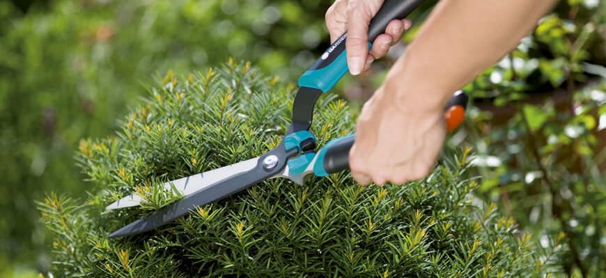 Оптимальний час для стрижки хвойних дерев: поради та рекомендації