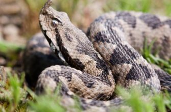 “Чому змії відвідують ваш двір: головні причини та поради захисту”
