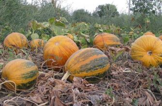 Як визначити стиглість гарбуза: поради для вибору ідеального плоду
