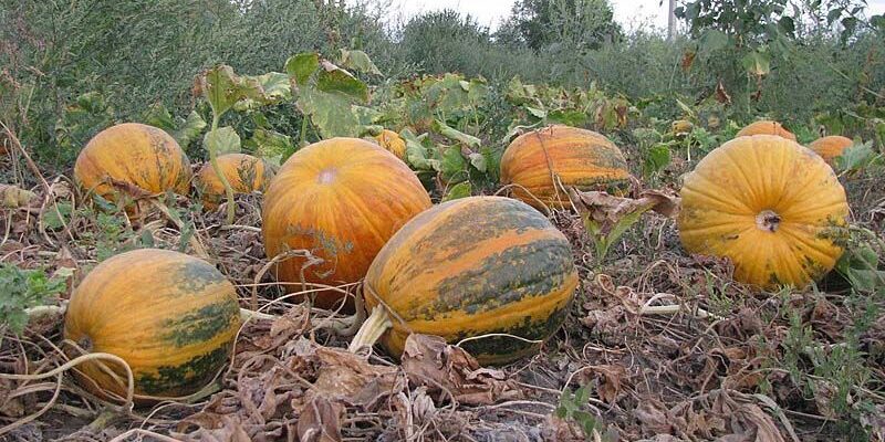 Як визначити стиглість гарбуза: поради для вибору ідеального плоду