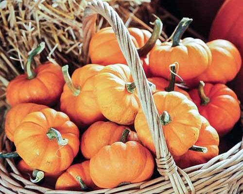 Декоративні гарбузи: чи можна їх їсти та як безпечно вживати?