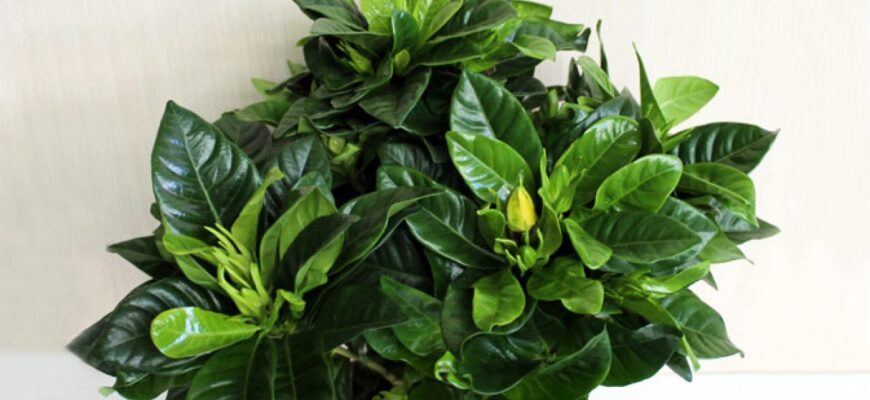 Як доглядати за Гарденією після цвітіння: поради для здоров’я рослини