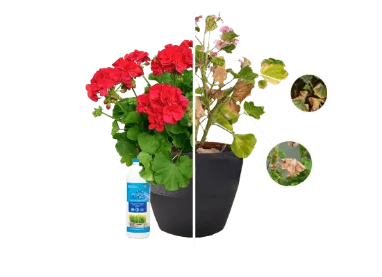 Як ефективно та безпечно обприскувати герань: покроковий гід