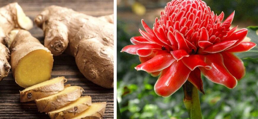 Де в природі зростає імбир: ключові регіони та умови для росту