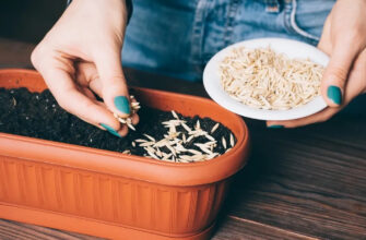 Перевірка схожості насіння дині: методи та рекомендації експертів