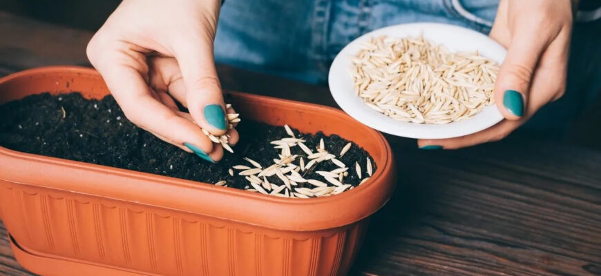 Перевірка схожості насіння дині: методи та рекомендації експертів