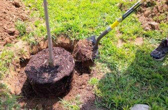 Як правильно і безпечно пересадити дерево: покрокова інструкція