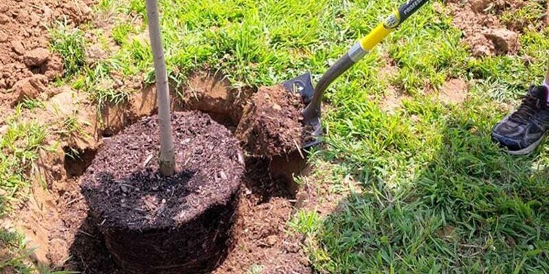 Як правильно і безпечно пересадити дерево: покрокова інструкція