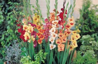 Коли цвітуть гладіолуси: оптимальні періоди та догляд за рослинами
