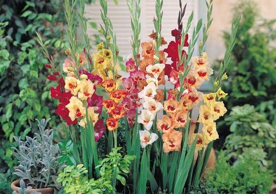 Коли цвітуть гладіолуси: оптимальні періоди та догляд за рослинами