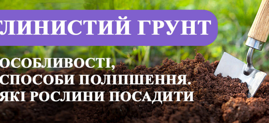 Рослини для глинистого ґрунту: обираємо найкращі варіанти для саду