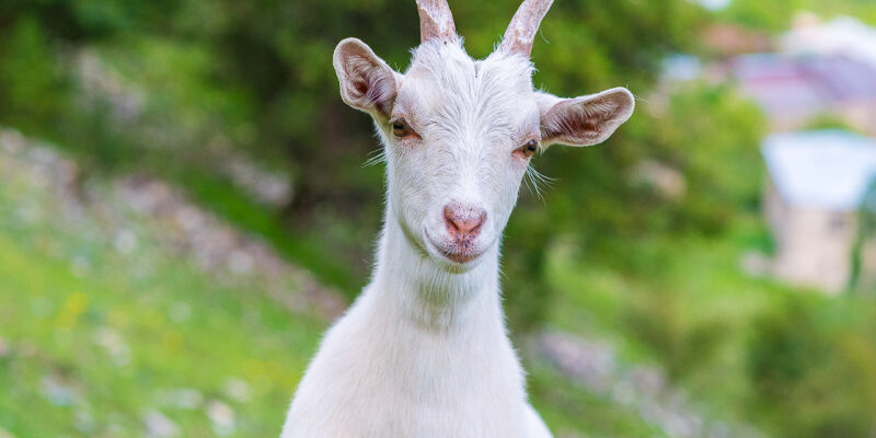 2015 рік – яка тварина за східним календарем? Дізнайтеся тут!