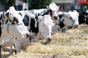 Що робити, коли корова не хоче їсти: практичні поради фермеру