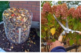 Як правильно підгодувати гортензії восени для успішної зимівлі