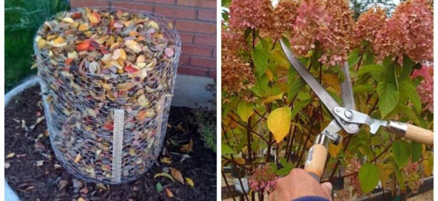 Як правильно підгодувати гортензії восени для успішної зимівлі