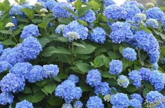 Чому гортензія набуває блакитного кольору: основні причини та секрети догляду