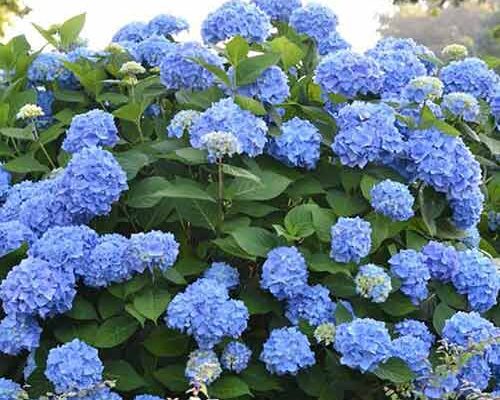 Чому гортензія набуває блакитного кольору: основні причини та секрети догляду