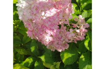 Заголовок H1: Скільки морозу витримує гортензія: оптимальний захист рослини