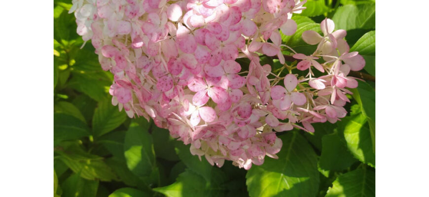 Заголовок H1: Скільки морозу витримує гортензія: оптимальний захист рослини