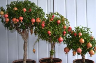 Коли та як правильно прищипувати гранат: поради для садівників