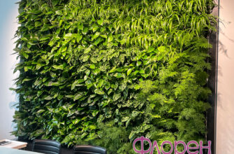 “Оптимальні рослини для фітостіни: добір найкращих видів та поради”