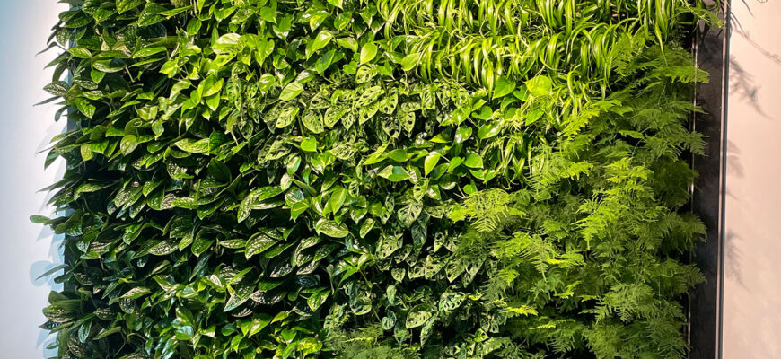 “Оптимальні рослини для фітостіни: добір найкращих видів та поради”