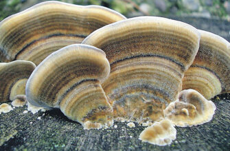 Чим харчується гриб триходерма: основні джерела живлення і роль в ґрунті