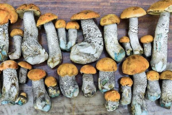 Чи безпечно вживати гриби, які синіють після зрізу чи пошкодження?