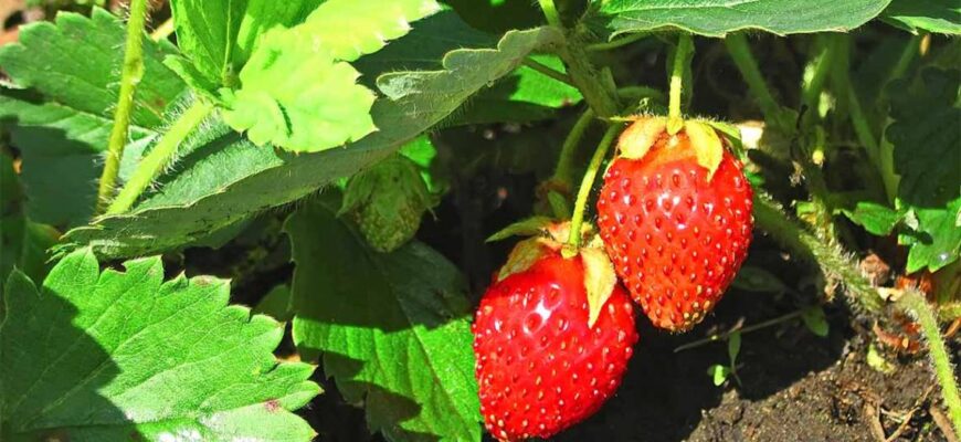 Оптимальна кількість листя на полуниці: скільки залишати для урожаю?