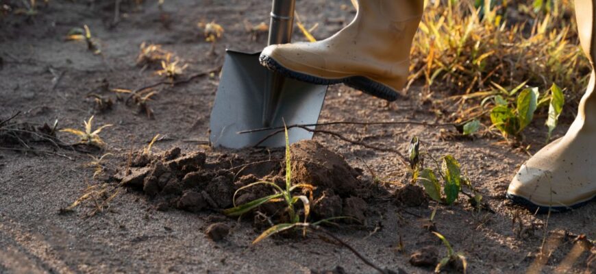 Як перетворити дерен на родючу землю: покрокова інструкція для садівників