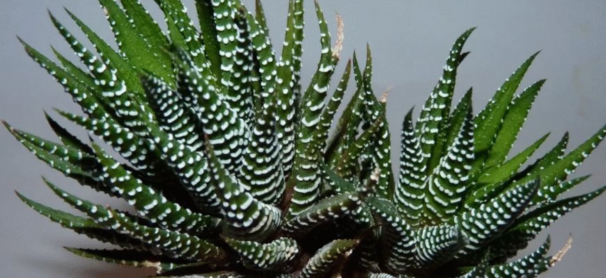 Чому хавортія витягується: основні причини та рішення проблеми