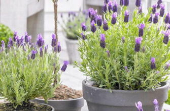 Які ґрунти підходять для вирощування лаванди: поради і рекомендації