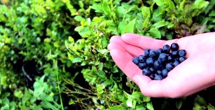 Чи можливо збирати чорниці у вересні: сезонні особливості та поради