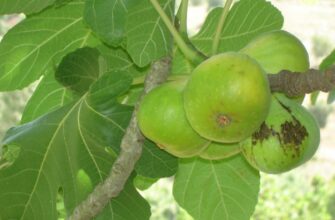 Як називається дерево, на якому вирощується інжир: детальний опис
