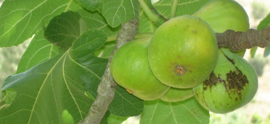 Як називається дерево, на якому вирощується інжир: детальний опис