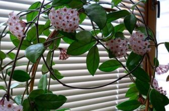 Вибір найкращого добрива для хойї: поради та рекомендації експертів