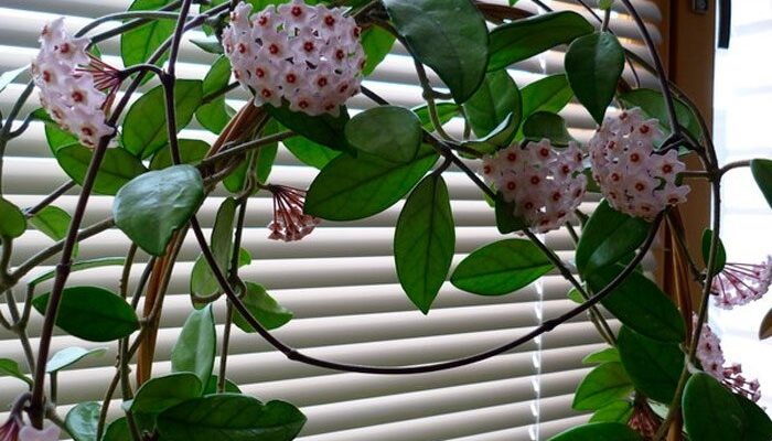 Вибір найкращого добрива для хойї: поради та рекомендації експертів