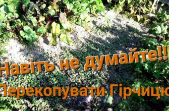Коли найкраще перекопувати сидерат гірчицю для оптимального росту?