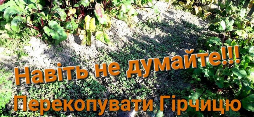 Коли найкраще перекопувати сидерат гірчицю для оптимального росту?