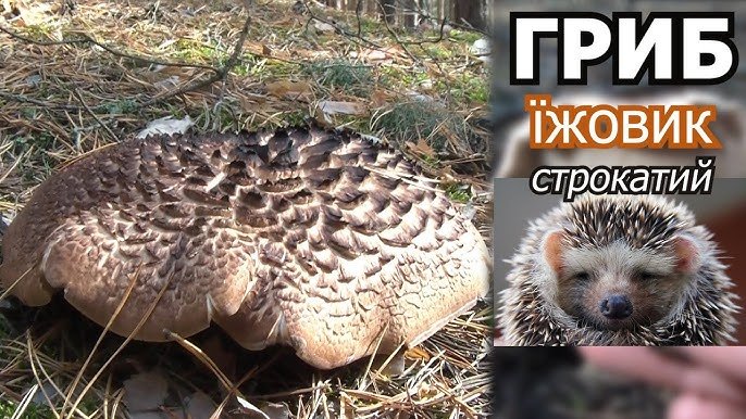 Гриби кози: прості та смачні рецепти приготування вдома